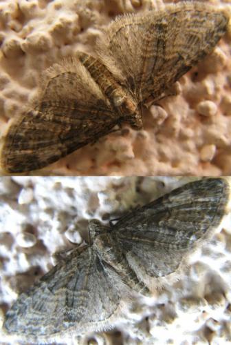 Eupithecia abbreviata