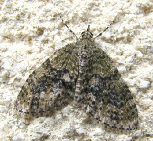 Acasis viretata