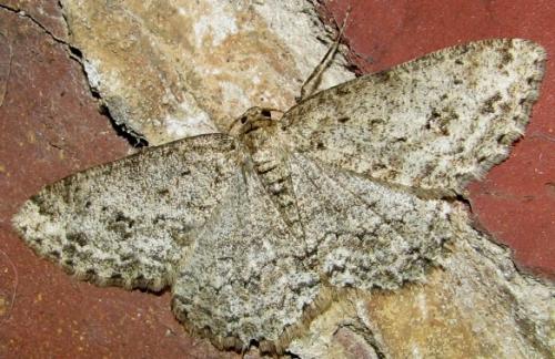 Ectropis crepuscularia