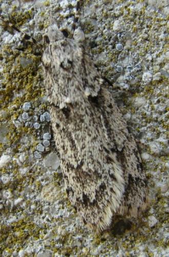 Diurnea fagella