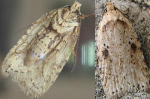 Réf. 83 010 : Agonopterix arenella