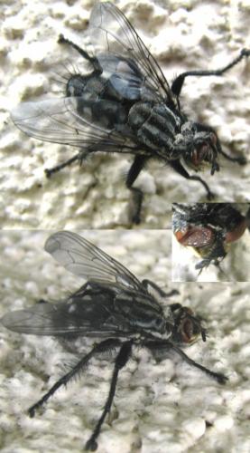 Sarcophaga sp.