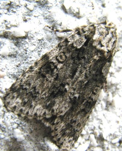 Réf. 83 484 : Acronicta rumicis