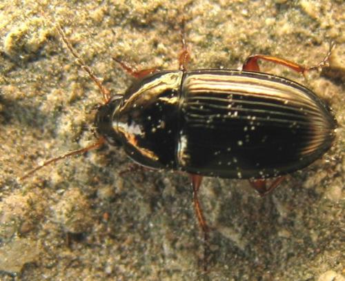 Amara sp.
