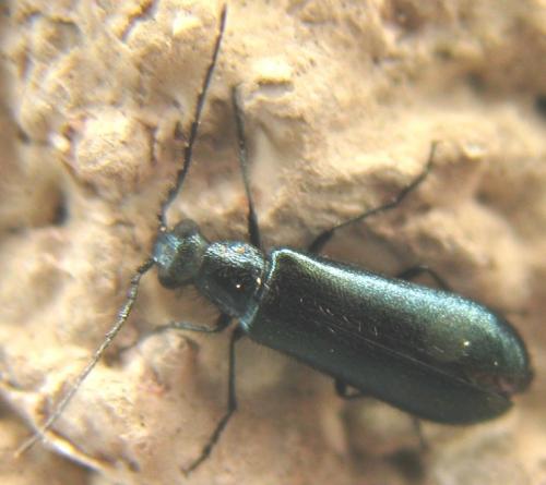 Dasytes caeruleus