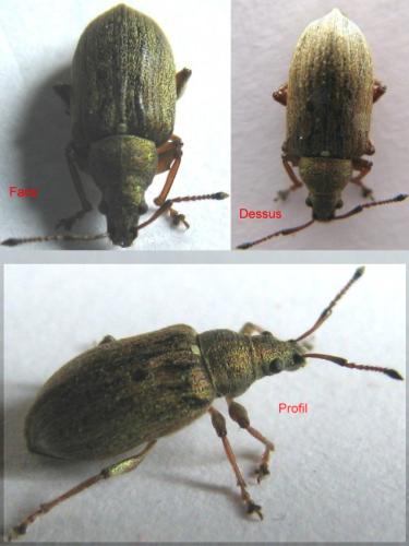 Phyllobius pyri