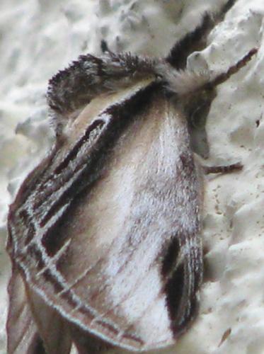 Réf. 83 819 : Pheosia tremula