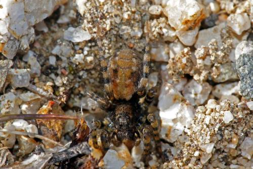 Arctosa perita