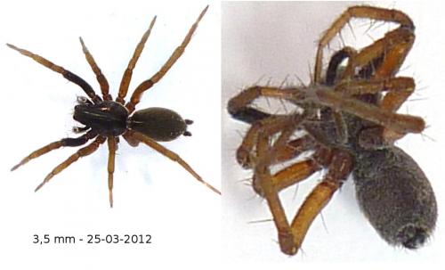 Aulonia albimana