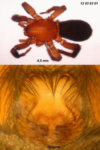 Réf. 83 568 : Zelotes electus
