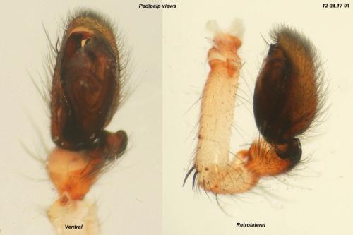Clubiona pallidula