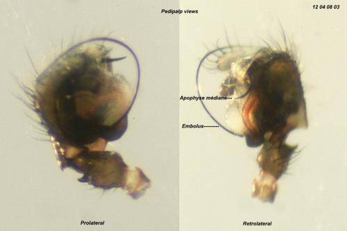 Pocadicnemis juncea