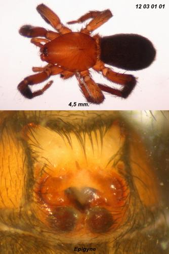 Zelotes sp.