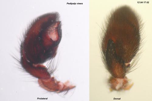 Haplodrassus silvestris