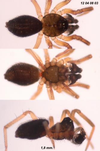 Pocadicnemis juncea