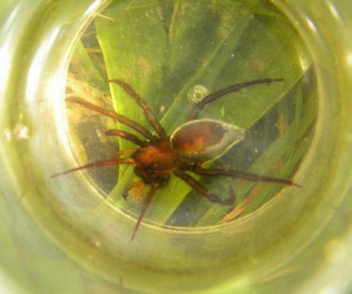 Argyroneta aquatica