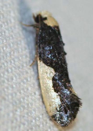 Réf. 83 626 : Monopis monachella