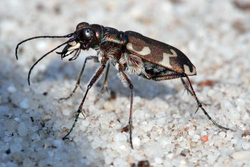 Réf. 83 574 : Cicindela hybrida