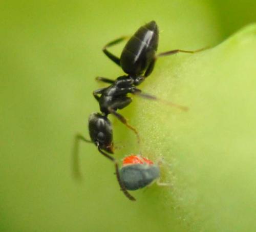 Tapinoma sp.
