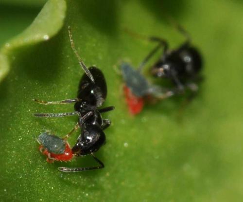 Tapinoma sp.