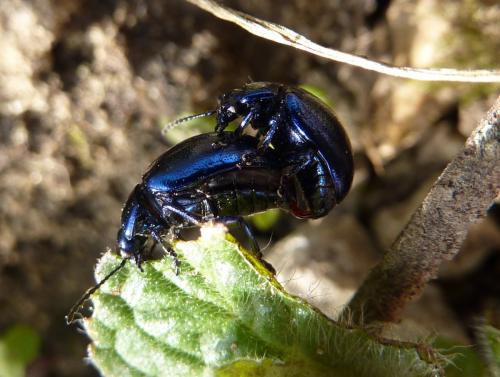 Chrysolina sp.
