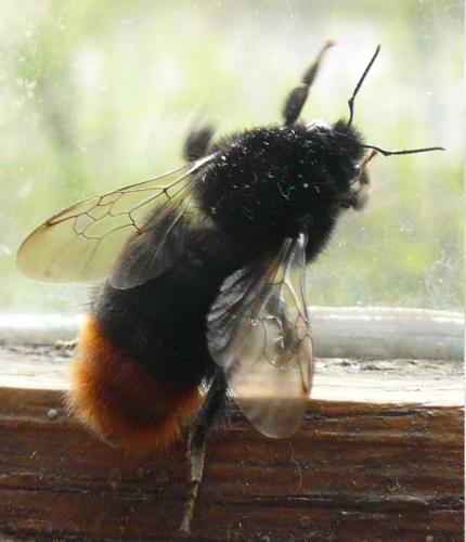 Bombus lapidarius