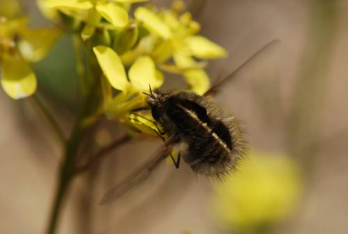 Bombylius analis