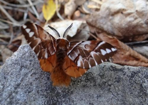 Endromis versicolora