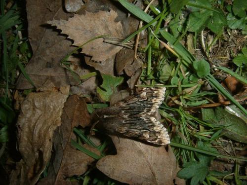 Brachionycha nubeculosa