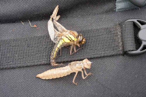 Brachytron pratense