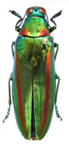 Chrysochroa rajah thailandica