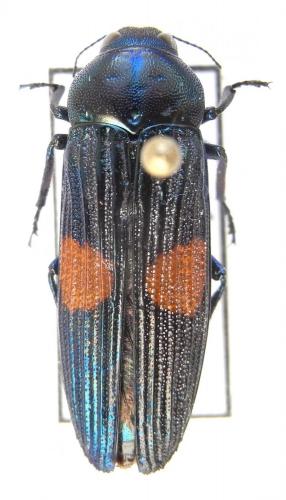 Strigoptera bimaculata