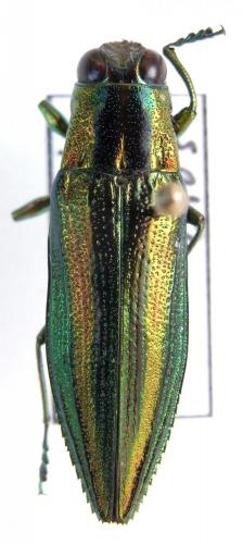 Iridotaenia tonkinea