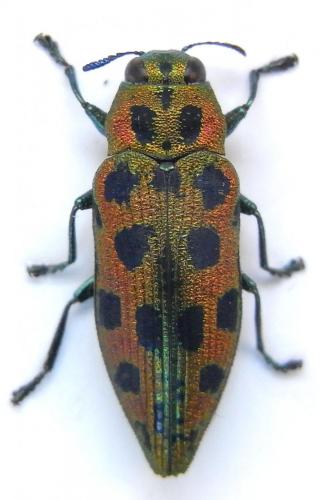 Lamprodila sp.