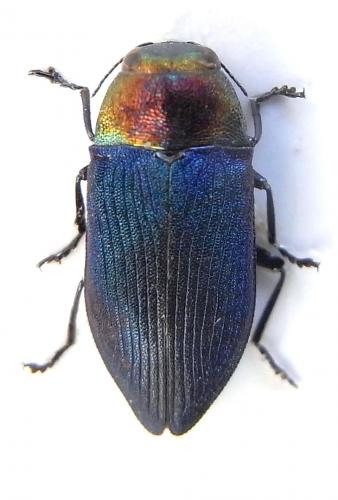 Philanthaxia kubani