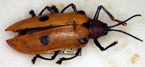 Réf. 83 903 : Alurnus humeralis