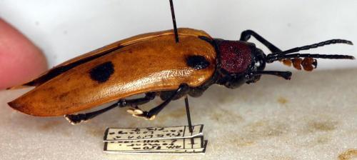 Réf. 83 904 : Alurnus humeralis