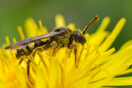 Nomada sp.