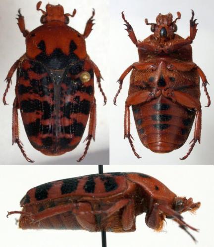 Diphrontis cruenta