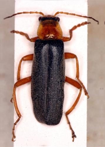 Réf. 83 762 : Cantharis pellucida