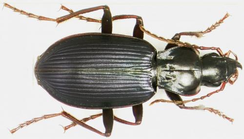 Laemostenus terricola