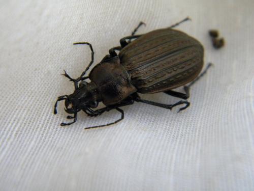 Carabus granulatus