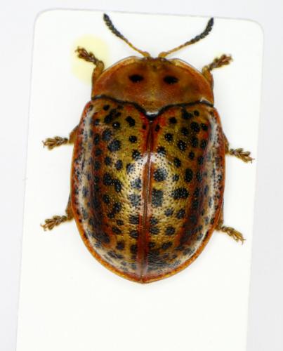 Chelymorpha cribraria
