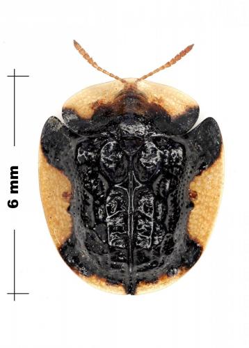 Cassida hablitziae