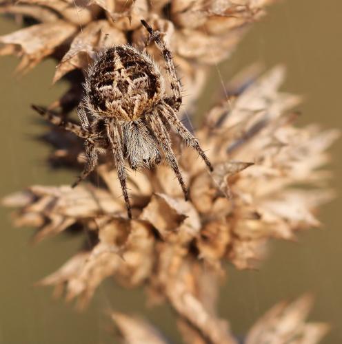 Agalenatea redii