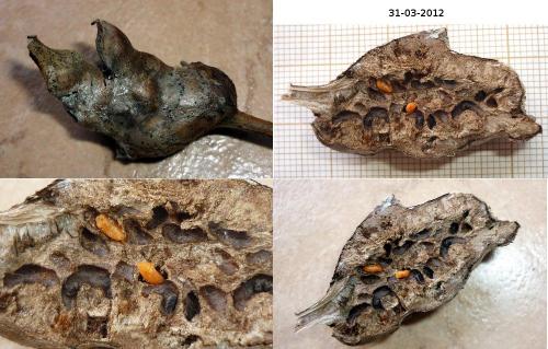 Réf. 83 237 : Rabdophaga sp.