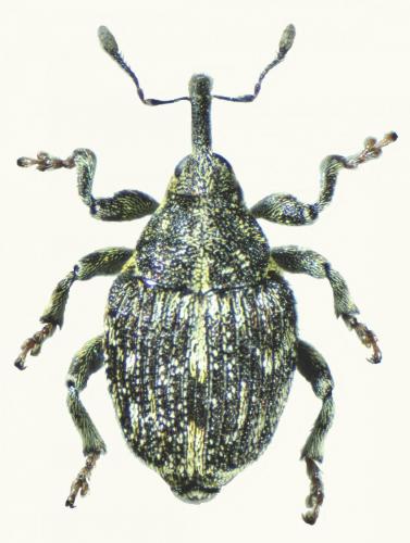 Datonychus urticae
