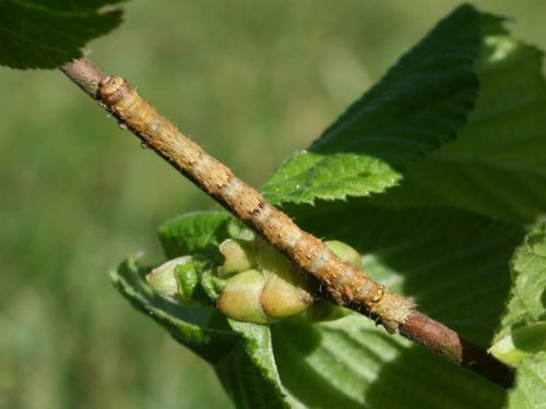 Campaea margaritaria