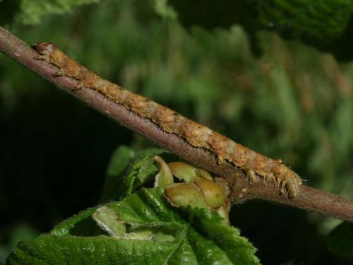 Campaea margaritaria