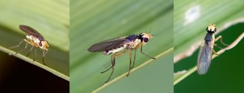 Phytomyza flavicornis